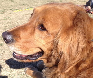 Sammy, the Sun Tint Public Relations Dog